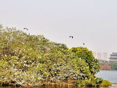 -海珠湖公园