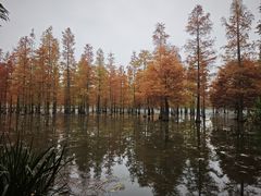 -白鹭湾湿地公园