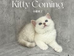 -小猫来了·猫舍(红山六九七九店)