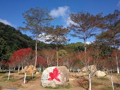-广州市帽峰山景区