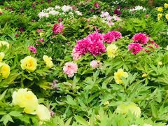-莲花池公园