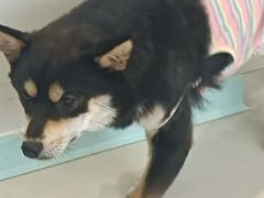 -怪兽屋·羊驼·猫咖·狗咖(俊华广场店)