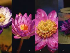 -上海辰山植物园