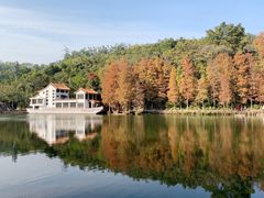 -深圳仙湖植物园