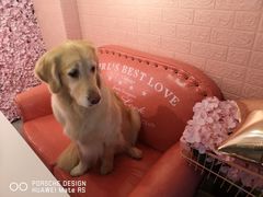 -百好乐宠物友好餐厅(朝外大街店)