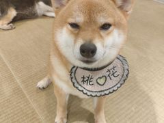 -逗柴咖啡屋·狗咖猫咖宠物桌游