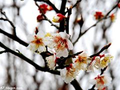 梅花-香雪海