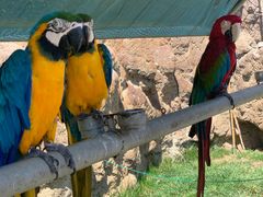 -西霞口神雕山野生动物世界