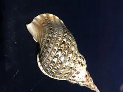 -青岛贝壳博物馆