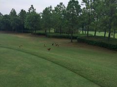 -滨海高尔夫俱乐部