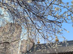 -护国法轮寺
