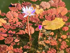 -国家植物园南园