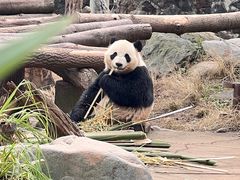 -都江堰中华大熊猫苑