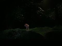 -夜间野生动物园