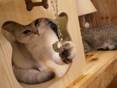 -猫色咖啡·猫咖