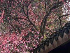-杭州植物园