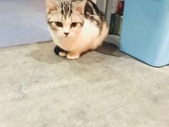 -AOE 火焰 剧本密室狼人杀