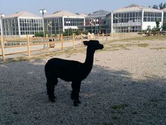 -红栌温泉山庄生态美食餐厅