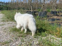 -翊宠yipet猫狗购宠庄园犬舍•猫舍