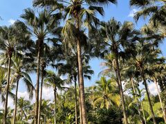 -中国科学院西双版纳热带植物园