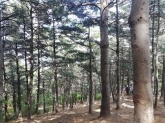 -北京鹫峰国家森林公园