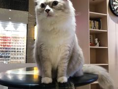-瞄一喵猫咖(格力海岸店)