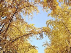 -三里屯东五街银杏大道