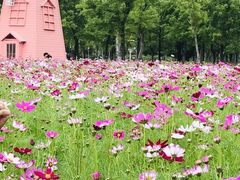-顺峰山公园