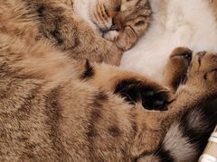 -共舞时光猫咖·狗咖(新街口店)