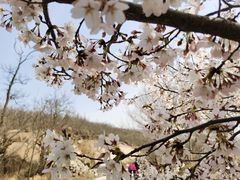 -樱花山风景区