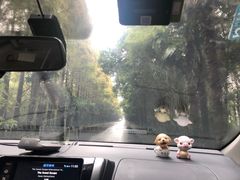 -上海海湾国家森林公园