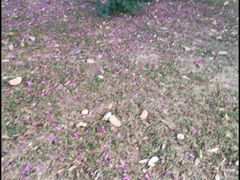 -松山湖梦幻百花洲