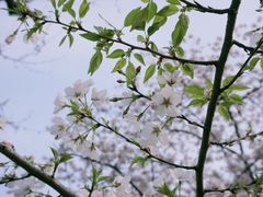 -上海南浦大桥长途旅游客运站