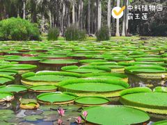 -中国科学院西双版纳热带植物园