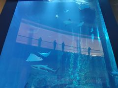 -迪拜水族馆及水下动物园