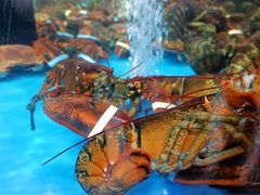 -盒马鲜生(大行宫店)