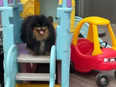 -百好乐宠物友好餐厅(朝外大街店)