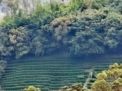-雁南飞茶田景区