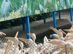 -广州长隆飞鸟乐园