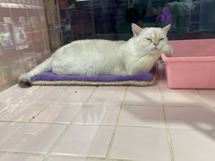 -FAELING PETS美天灵宠物(富力广场店)