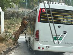 -栾川竹海野生动物园