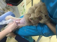 -创凡宠物医院·骨专科  猫科中心(西乡分院)