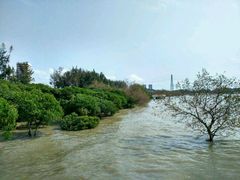 -宝安西湾红树林湿地公园