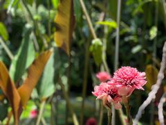 -中国科学院西双版纳热带植物园