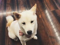 -豆柴町-柴犬主题狗咖(红鼎国际C座店)