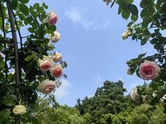 -牛岗山公园