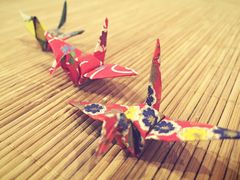 -柴务处·柴犬主题狗咖