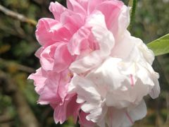 -南汇桃花村