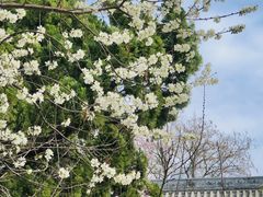 -桃花堤公园