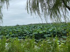 -池杉湖湿地公园